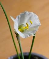 Narcissus cantabricus - Weiße Reifrock-Narzisse