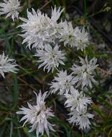 Allium schoenoprasum Corsican White