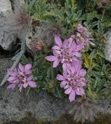 Pterocephalus pinardii Bergscabiose