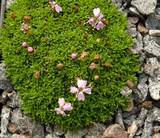 Silene acaulis  ‚Mount Snowdon‘