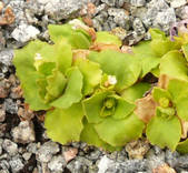 Eisenmangel bei Primula hirsuta