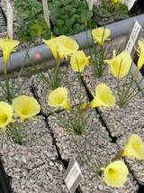 Narcissus romieuxii ssp. romieuxii "Julia Jane" im Gewächshaus Anfang März