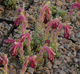 Saxifraga sempervivum ssp sempervivum
