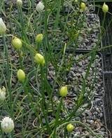 Allium schoenoprasum Forescate