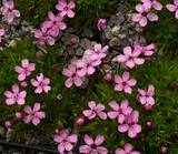 Silene acaulis ‚Floribunda‘