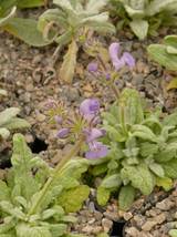Salvia daghestanica  -  Bergsalbei
