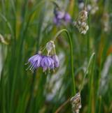 Allium cyaneum - Enzianlauch