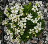 Silene acaulis  ‚Alba‘