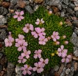 Silene acaulis  ‚Frances‘