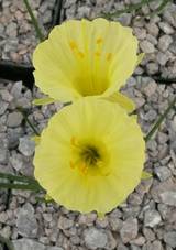 Narcissus romieuxii ssp. romieuxii "Julia Jane"