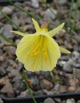 Narcissus romieuxii 'Klon 12-96-210' - Marokko-Narzisse